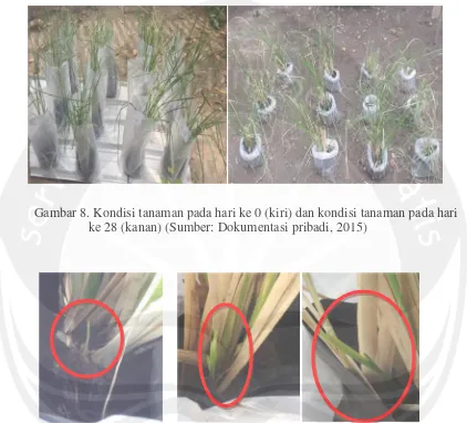 Gambar 8. Kondisi tanaman pada hari ke 0 (kiri) dan kondisi tanaman pada hari