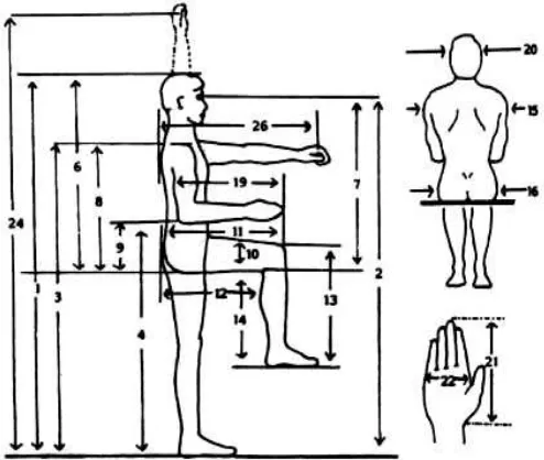 Gambar 2.3 Anthropometri tubuh manusia yang diukur dimensinyaSumber: Wignjosoebroto S, 2000