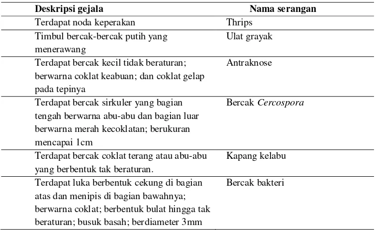 Tabel 6. Deskripsi gejala dengan ciri gejala berupa bercak pada daun 