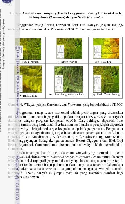 Gambar 4. Wilayah jelajah T.auratus. dan P.comata  yang berkohabitasi di TNGC 