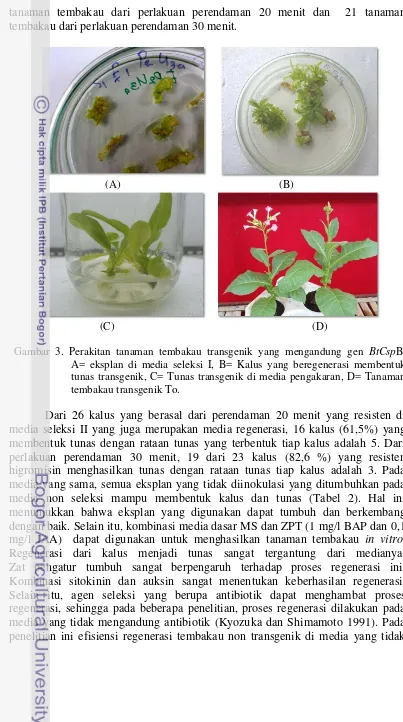 Gambar 3. Perakitan tanaman tembakau transgenik yang mengandung gen BtCspB.        