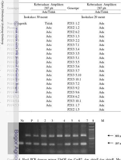 Gambar 4. Hasil PCR dengan primer UbiQF dan CspR2, dan aktinF dan aktinR. M= 