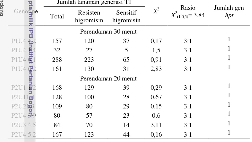 Tabel 4. Jumlah tembakau yang resisten dan sensitif terhadap higromisin dari generasi T1 dengan pola segregasi gen hpt