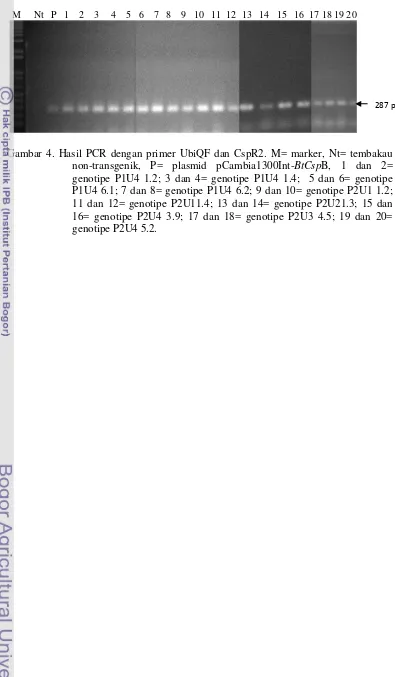 Gambar 4. Hasil PCR dengan primer UbiQF dan CspR2. M= marker, Nt= tembakau 