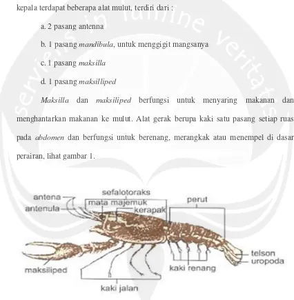Gambar 1. Sturktur tubuh Crustacea