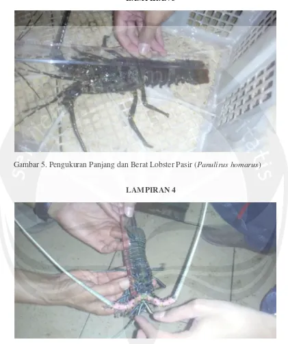 Gambar 5. Pengukuran Panjang dan Berat Lobster Pasir (Panulirus homarus)