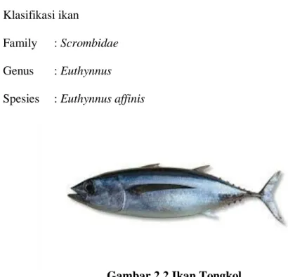 Gambar 2.2 Ikan Tongkol  2.3.2 Morfologi Ikan tongkol (sisik) 