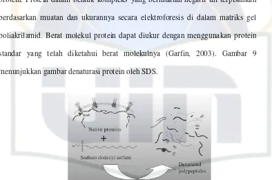 Gambar 9. Denaturasi protein oleh SDS (Experimental Biosciences,  2007). 