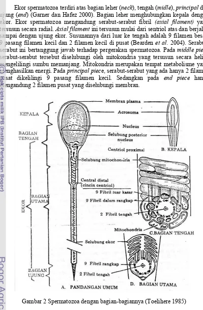 Gambar 2 Spermatozoa dengan bagian-bagiannya (Toelihere 1985)   