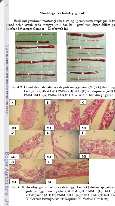 Gambar 4.10 Histologi gonad belut sawah minggu ke-0 (A) dan setiap perlakuan pada minggu ke-1 yaitu (B) NaCl(C) PMSG (D) hCG (E) antidopamin (AD) (F) PMSG+hCG (G) PMSG+AD (H) hCG+AD