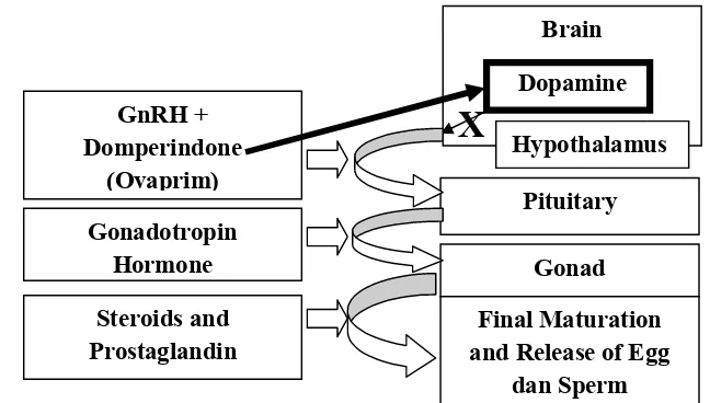 Gambar 2.4 Mekanisme antidopamin (Domperidone) (Yanong et al. 2009)