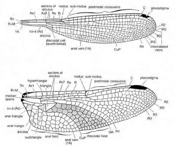 Gambar 4. Sayap Belakang Capung Subordo Zygoptera (Atas) dan Subordo Anisoptera (Bawah) (Sumber: Theischinger, G., 2009: 15)  