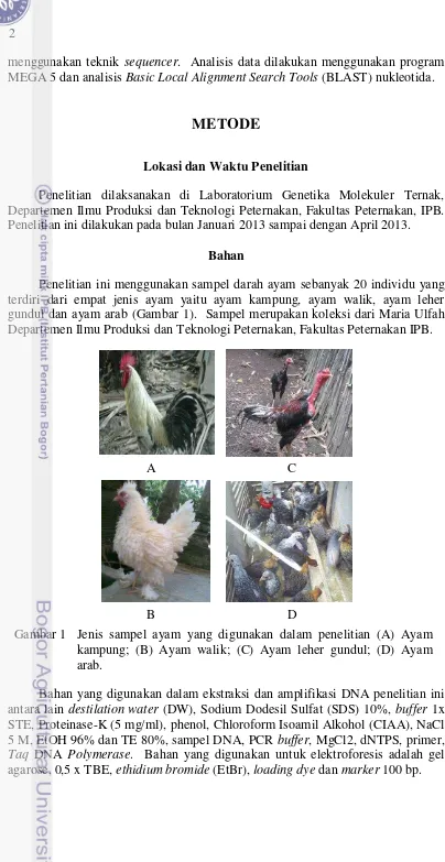 Gambar 1 Jenis sampel ayam yang digunakan dalam penelitian (A) Ayam  