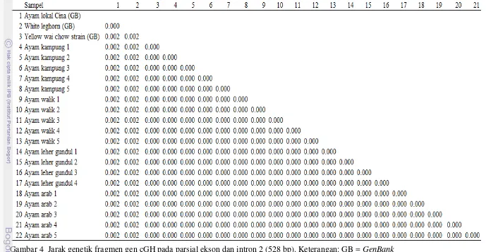 Gambar 4  Jarak genetik fragmen gen cGH pada parsial ekson dan intron 2 (528 bp). Keterangan: GB = GenBank 
