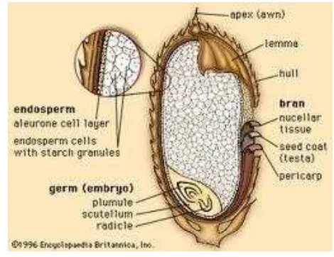 Gambar 1   Morfologi biji padi beserta bagian-bagiannya 