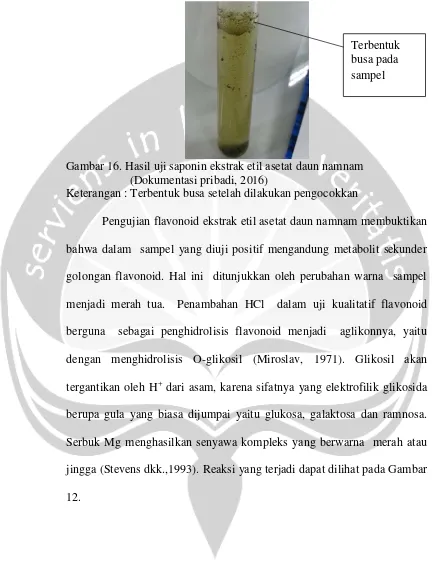 Gambar 16. Hasil uji saponin ekstrak etil asetat daun namnam 