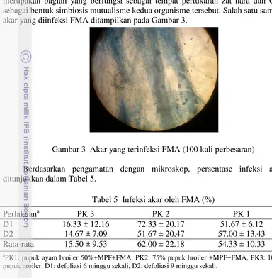 Gambar 3  Akar yang terinfeksi FMA (100 kali perbesaran) 