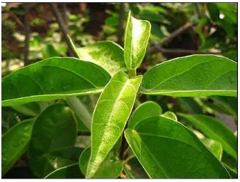 Gambar 1.Daun cincau hijau Premna oblongifolia Merr. 