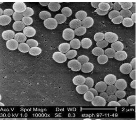 Gambar 4. Bentuk morfologi Staphylococcus aureus 