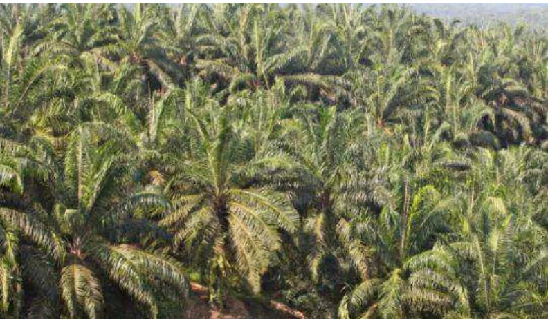 Gambar 2 : Lahan kebun kelapa sawit terjal dan curam 