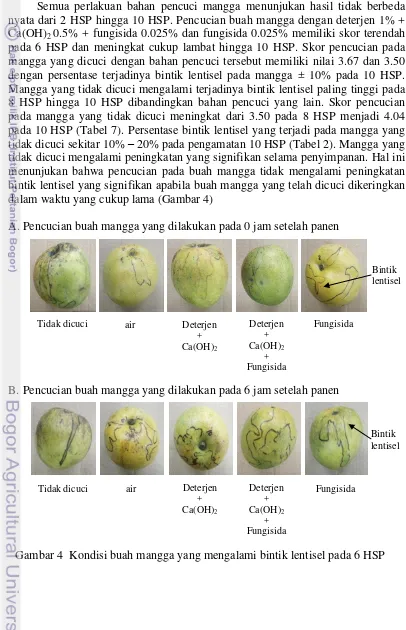 Gambar 4  Kondisi buah mangga yang mengalami bintik lentisel pada 6 HSP  