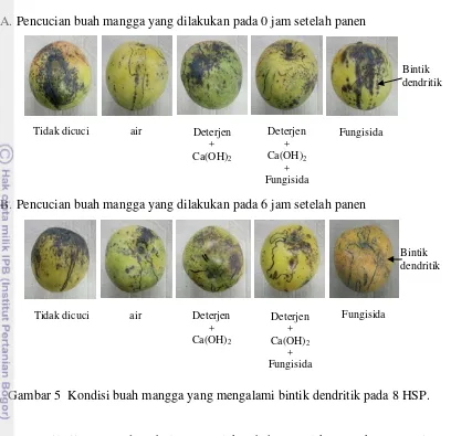 Gambar 5  Kondisi buah mangga yang mengalami bintik dendritik pada 8 HSP. 