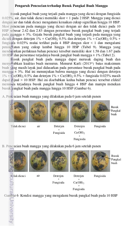 Gambar 6  Kondisi mangga yang mengalami busuk pangkal buah pada 10 HSP 