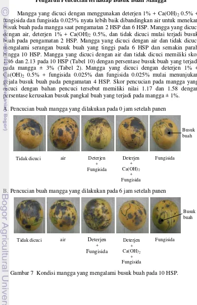Gambar 7  Kondisi mangga yang mengalami busuk buah pada 10 HSP. 