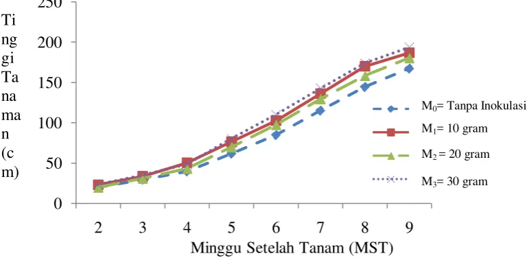 Gambar 3. Pertumbuhan tinggi tanaman umur 2 MST – 9 MST pada perlakuan inokulasi mikoriza
