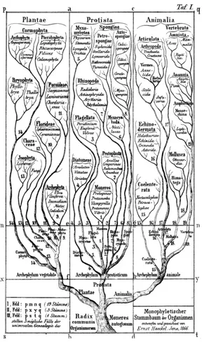 Figure 3:Haeckel’s tree of life (1866).