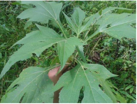 Gambar 6. Paet-paet (Tithonia diversifolia) 