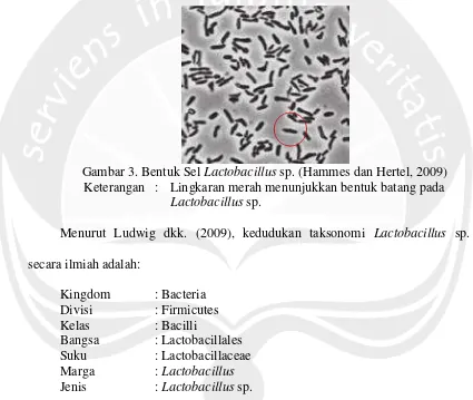 Gambar 3. Bentuk Sel  Lactobacillus sp. (Hammes dan Hertel, 2009) 