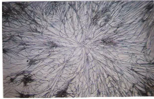 Gambar 11. Kristal oseltamivir dengan skala 40x(Kristal Oseltamivir Dengan Reagen Alkohol-Air)