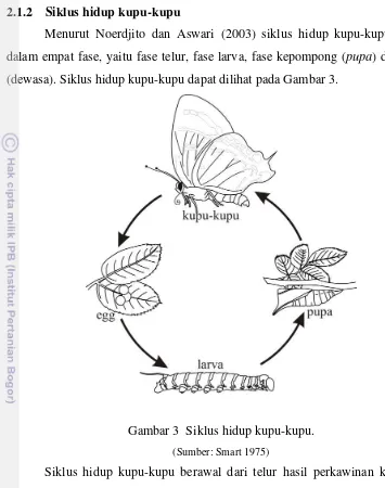 Gambar 3  Siklus hidup kupu-kupu. 
