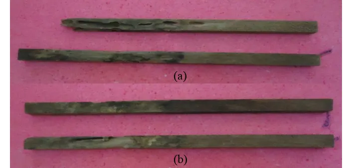 Gambar 7  Kayu kecapi (a) dan kayu rambutan (b) yang terserang oleh rayap. 