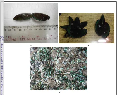 Figure 7  (a). Perna viridis were measured in a ruler; (b) Perna viridis on the 