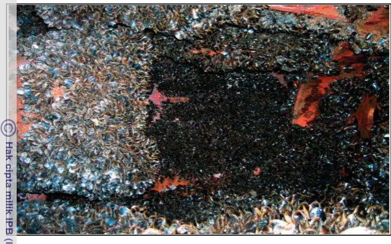 Figure 9  Mytilus galloprovincialis dominating fouling assemblages in the sea 