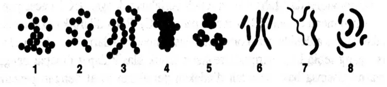 Gambar 2.2  Bentuk umum sel dan rangkaian sel bakteri 