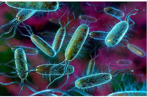 Gambar 2.7 Koloni Escherichia coli  