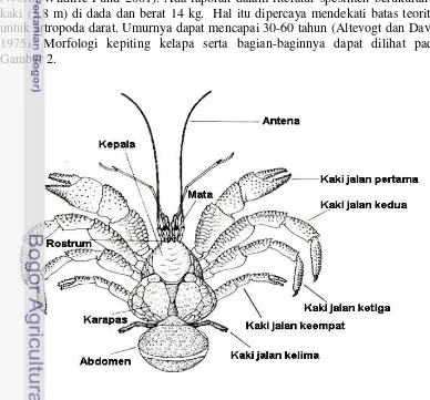 Gambar 2.  Morfologi kepiting kelapa  