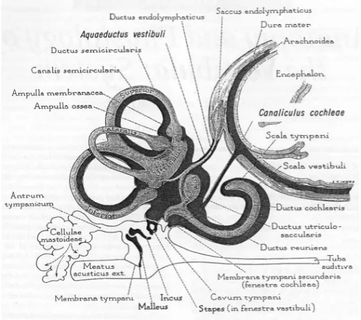 Gambar 2.1 Anatomi Alat Vestibular 