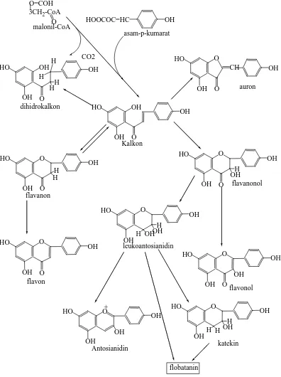 Gambar 2.3 Jalur metabolisme flavonoida (Robinson, 1995) 