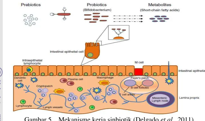 Gambar 5.   Mekanisme kerja sinbiotik (Delgado et al., 2011) 