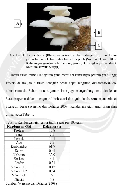 Gambar 1. Jamur tiram (Pleurotus ostreatus Jacq) dengan ciri-ciri tudung jamur berbentuk tiram dan berwarna putih (Sumber: Ulum, 2012)