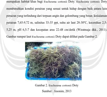 Gambar rumput laut Eucheuma cottonii Doty dapat dilihat pada Gambar 2. 