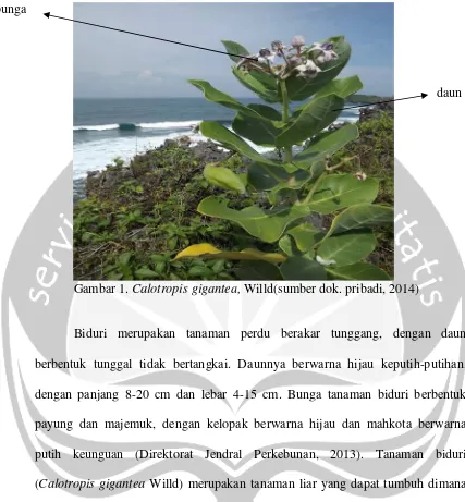 Gambar 1. Calotropis gigantea, Willd(sumber dok. pribadi, 2014)