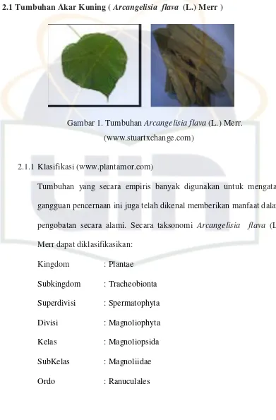 Gambar 1. Tumbuhan Arcangelisia flava (L.) Merr. 