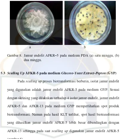 Gambar 8. Jamur endofit AFKR–5 pada medium PDA (a) satu minggu, (b) 