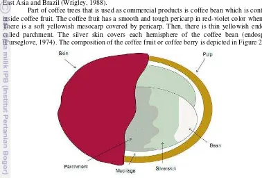Figure 1 Composition of the coffee fruit or berry (Esquivel, 2011) 