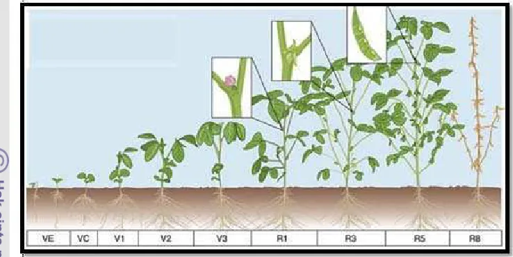 Gambar 1 Stadia pertumbuhan tanaman kedelai (Irwan 2006) 